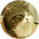 metalliket profil fotoğrafı
